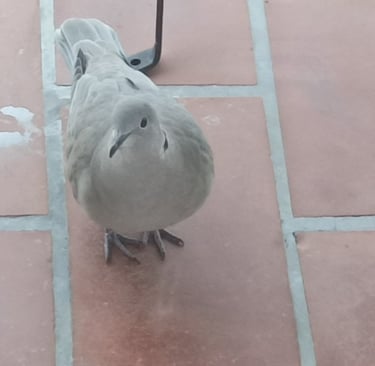 Welcome, little bird!