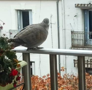 The Collared Dove