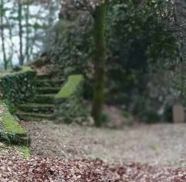 Moss grows everywhere 