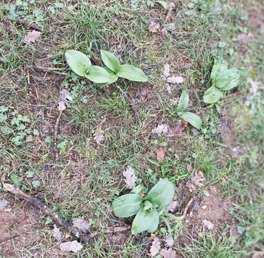 What are these  leaves appearing?