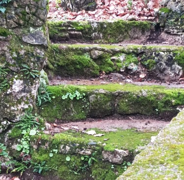 Moss covers everything