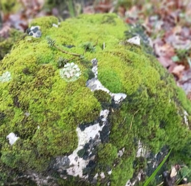 A small rock on my path