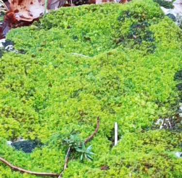 A Soft Cushion of  Moss