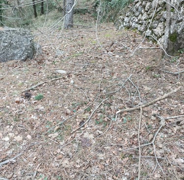 Small branches and twigs litter the footpaths