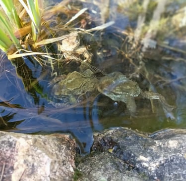 A pair of toads gather near the water iris. 