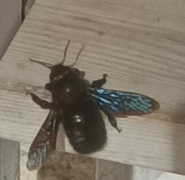 A very special visitor