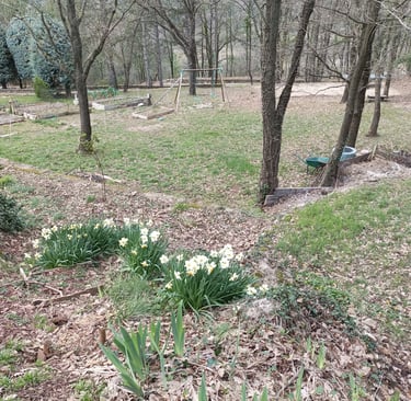 Daffodils pop up everywhere