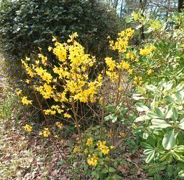 Garden forsythia