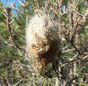 These caterpillars are fully developed and  ready to leave the nest. 