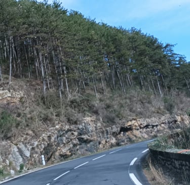 Hundreds of nests dot the trees
