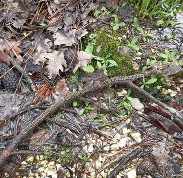 These caterpillars process along a twig