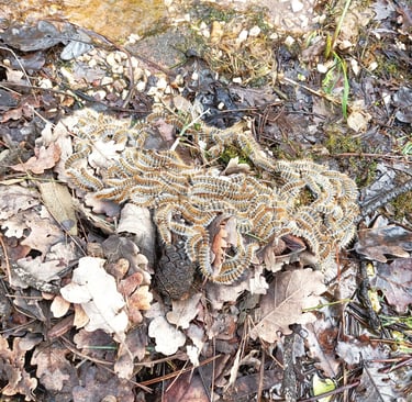 Beginning to bury themselves underground 