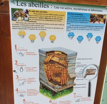 A cross section of a bee hive