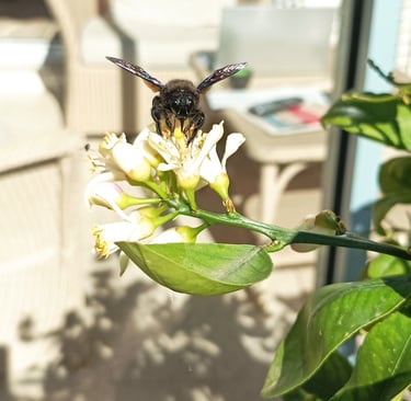 Carpenter Bee on the Lemon Tree