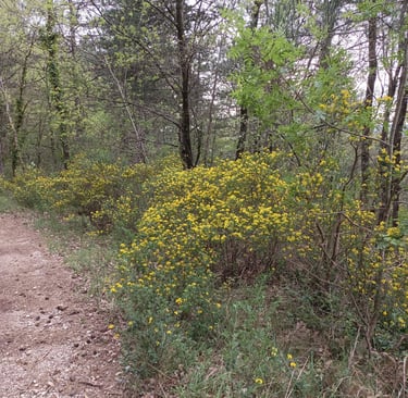 Genista blooms throughout the forest