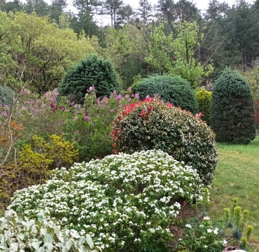 Choisya and Lilac are in flower, 