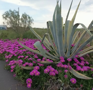 The road  to the canal