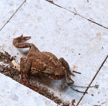 A female toad strolls by 