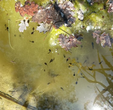 Tadpoles or should one say toadpoles?