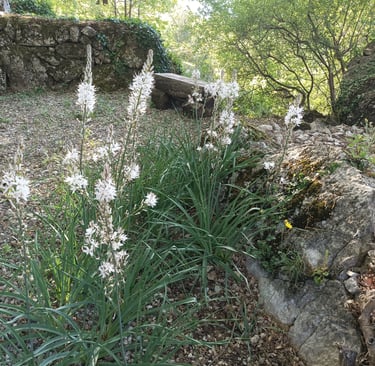 Asphodels