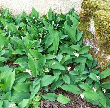 A bed of lily of the valley