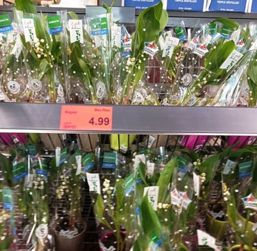 Shelves of  Muguet ( or Lily of the Valley)