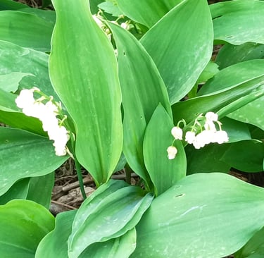 The tiny flowers of Muguet