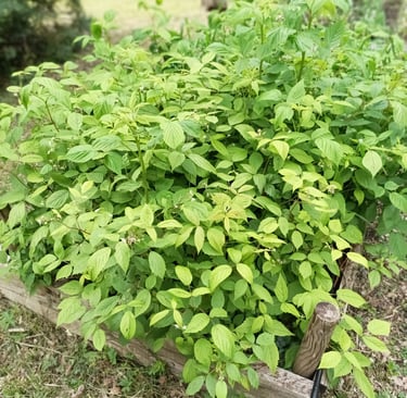 Raspberry canes