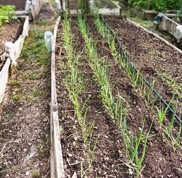 Leeks and onions