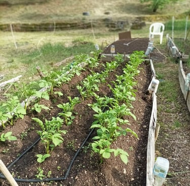Potatoes