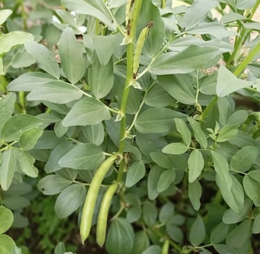 Broad beans ready to pick