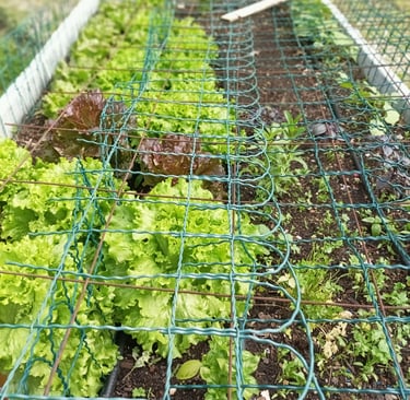 Lettuce and herbs
