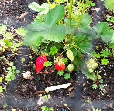 Ripening strawberries