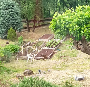 B's potager /raised beds.