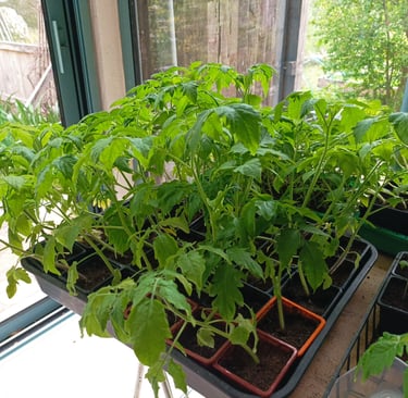 Young tomato plants