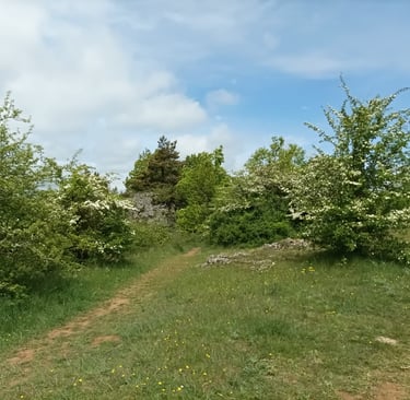 Sweet smelling may blossom.
