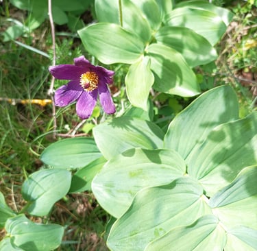 Pasque flower growing alongside Solomon's Seal.
