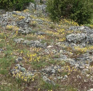 Yellow rock rose was everywhere