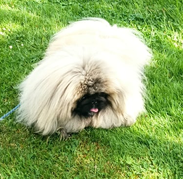 A Canine visitor