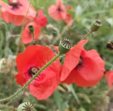 Bees buzz amongst the poppies