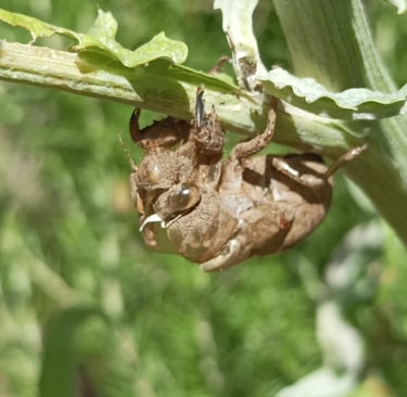An abandoned cicada nymph's shell