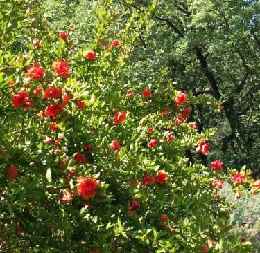 The punica in flower