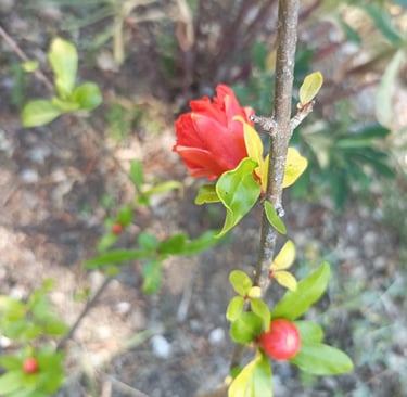 TheThe  first punica flower on our transplanted shrub