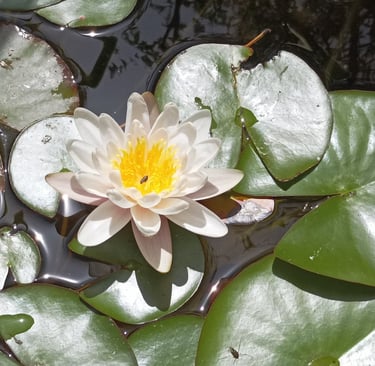 Our very first water lily