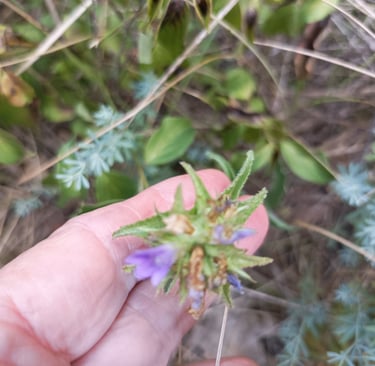 A tiny campanula 