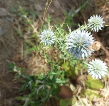 Globe Thistle