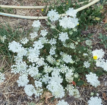 Carrot flower