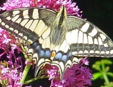 The Swallowtail butterfly