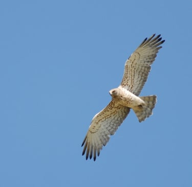 Where have the eagles gone?