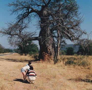 The archetypal African Baobab tree